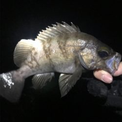 単発良型メバル