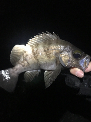 単発良型メバル