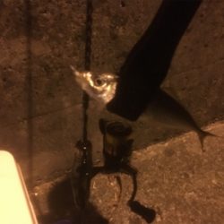 メバリング断念