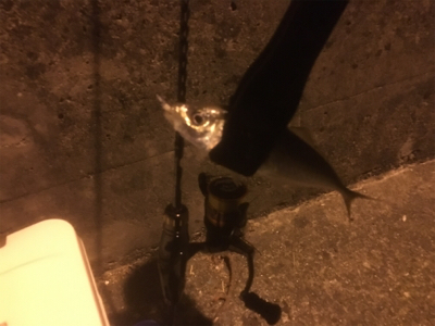 メバリング断念