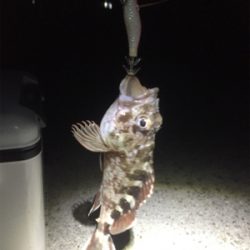 ヒイカ。渋々。