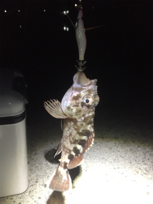 ヒイカ。渋々。