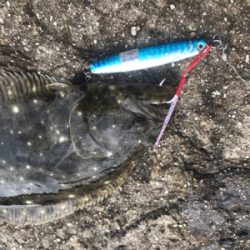 三河湾でヒラメ