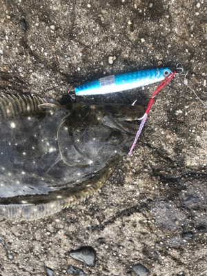 三河湾でヒラメ