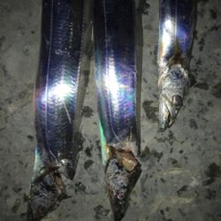 タチウオの引きが気持ちいい！