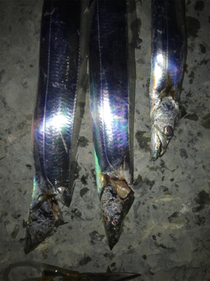 タチウオの引きが気持ちいい！