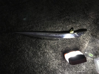 タチウオウキ釣り