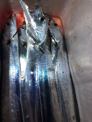 初めてのドラゴン級!