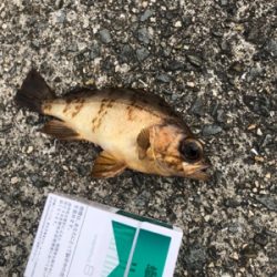 チョー劇渋 でも初メバル！