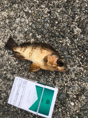 チョー劇渋 でも初メバル！