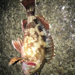 ライトロックandアジング