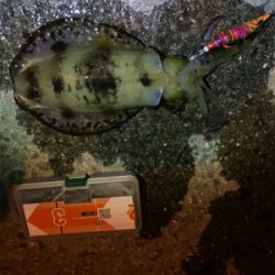 御所浦島にてエギング