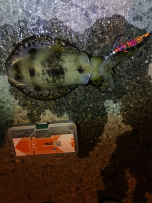 御所浦島にてエギング