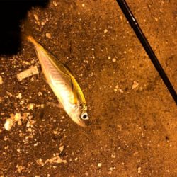 ナイトアジング