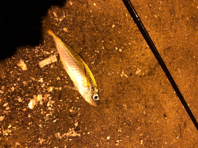 ナイトアジング