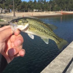 小バス数釣り