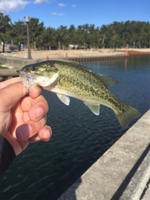 小バス数釣り