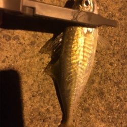 ナイトアジング