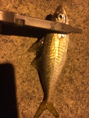 ナイトアジング