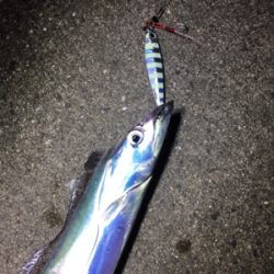 昼からタチウオ