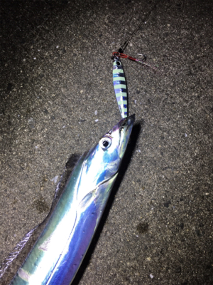 昼からタチウオ