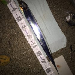 待望のドラゴン!