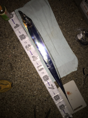 待望のドラゴン!