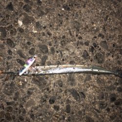 アオリイカボーズ代わりにpart II