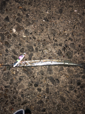 アオリイカボーズ代わりにpart II