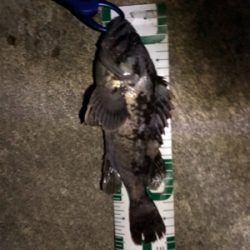 秋田港シーバスの外道でソイ