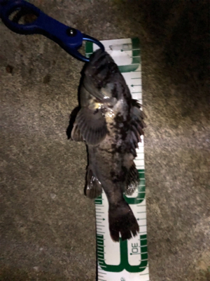 秋田港シーバスの外道でソイ