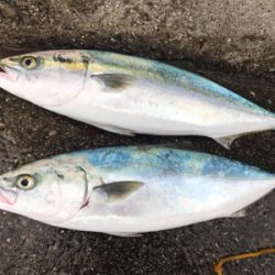 ハマチナブラ&ネギョ