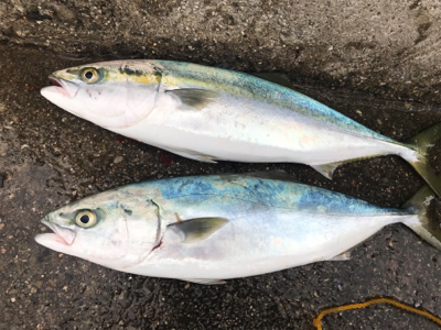 ハマチナブラ&ネギョ