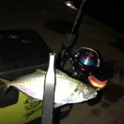 久しぶりのアジング(^。^)