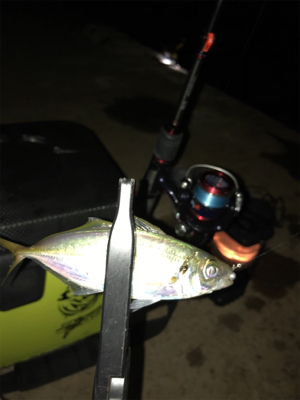 久しぶりのアジング(^。^)