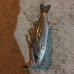 チーバス入れ食い！