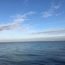 釣れるうちにタチウオ