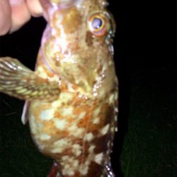 カサゴング1800〜1925