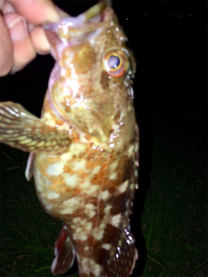 カサゴング1800〜1925