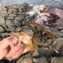 お試しテキサスリグ