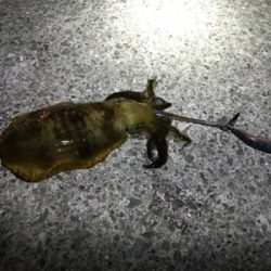 タチウオ釣れないのでエギング