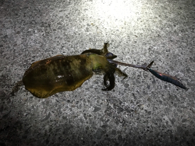 タチウオ釣れないのでエギング