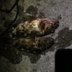 ライトボトムゲームin御所浦