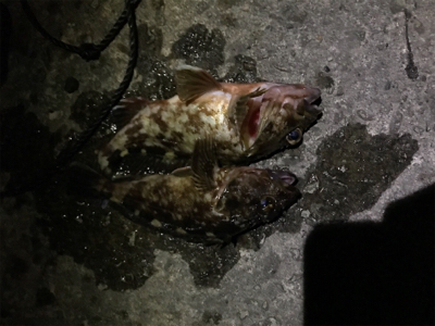 ライトボトムゲームin御所浦