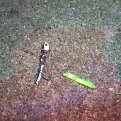 ライトタックルで初テンヤは爽快