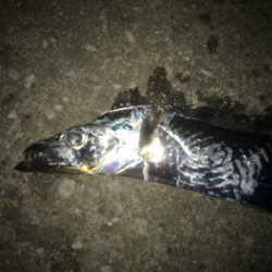 アジのちタチウオ