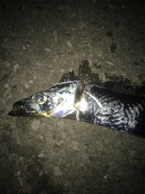 アジのちタチウオ