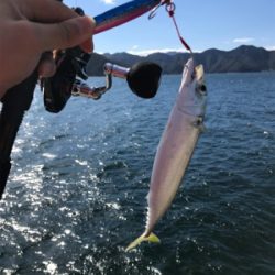 オカッパリハツブリ(釣行 其の参拾)