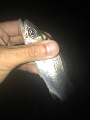 タケノコとセイゴ