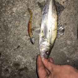 なんとかゲット！